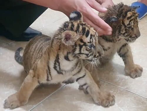 Ha Tinh police rescue two tiger cubs from traffickers