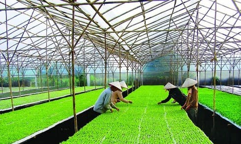 Festival featuring Hanoi’s agricultural products, craft villages to open