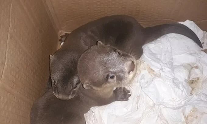 15 endangered otters rescued in central Vietnam