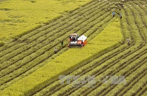 Agricultural sector gains trade surplus of 8.8 bln USD in 11 months