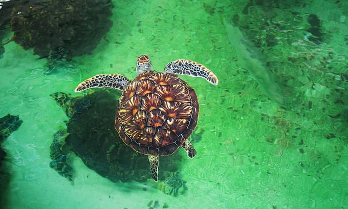 Illegal trade decimating marine turtle populations in Vietnam