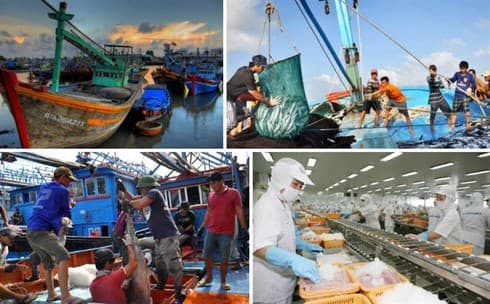 Vietnam determined to remove EC’s yellow card