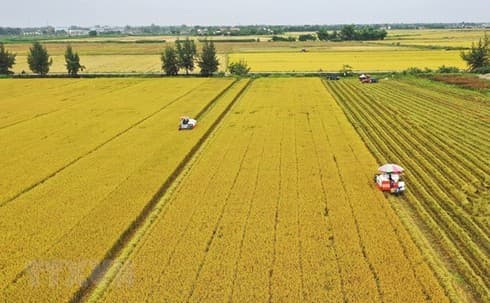 Can Tho city, JICA look into agricultural cooperation