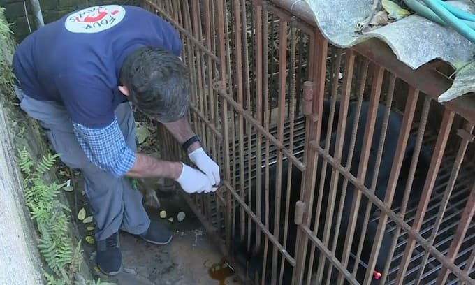 Moon bear caged for a lifetime tastes freedom