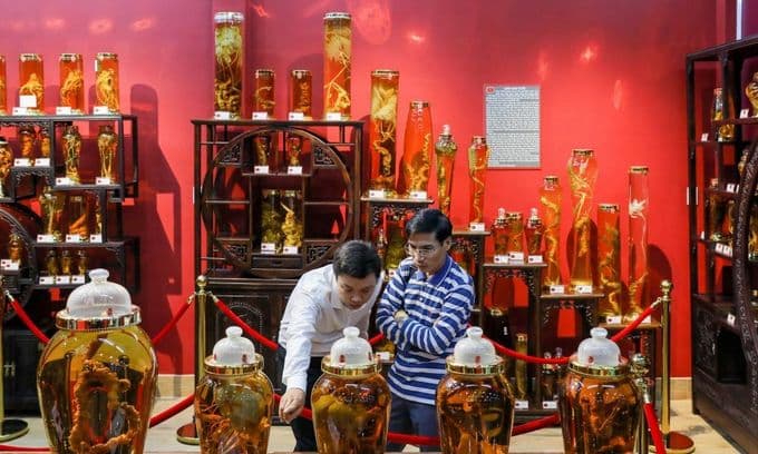 Getting to the root of ginseng at Saigon museum