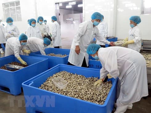 European consumers favour clam and scallops from Vietnam