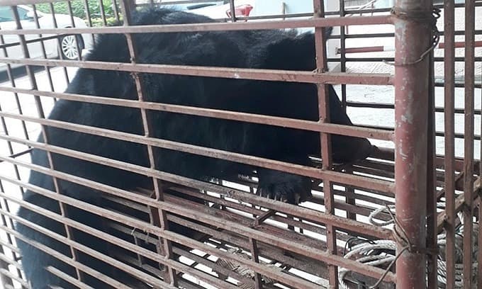 Ha Tinh police save moon bear from traffickers