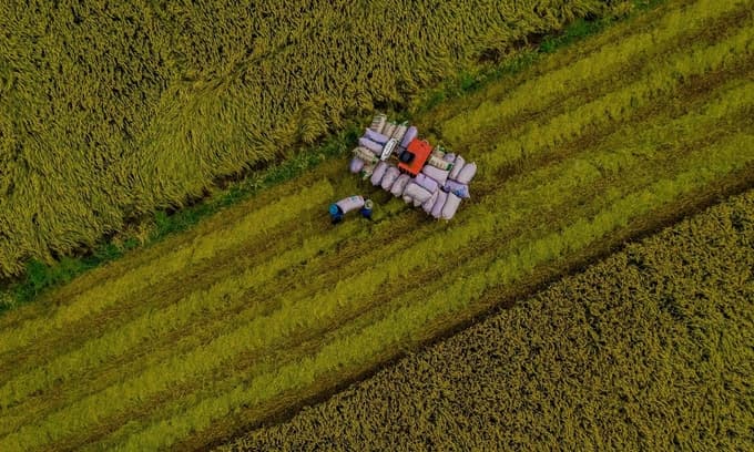 Mekong Delta paddy fields to grow higher-value crops, animals: PM