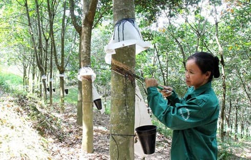 Rubber exports top 2 billion USD in 11 months