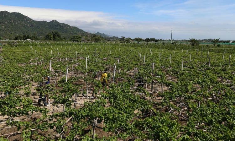 Tourists go grapes for Ninh Thuan gardens
