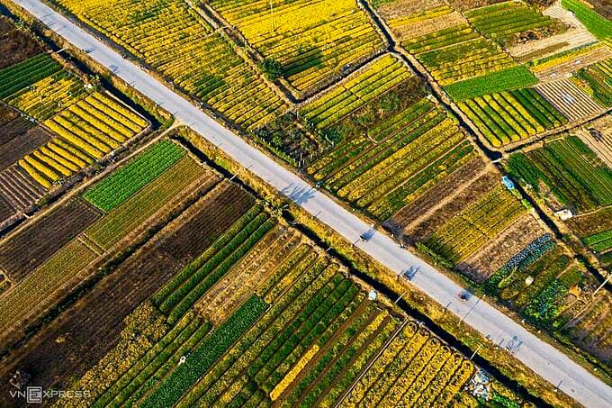 Bent on fragrance, Vietnam farmers hustle in chrysanthemum pageant