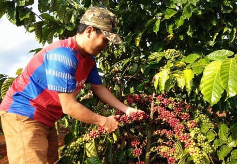 Coffee sector targets US$6 billion in export turnover during 2020