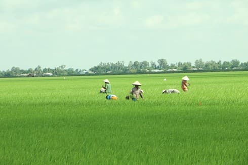 Mekong Delta may face more serious saline intrusion this dry season