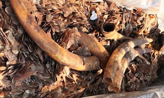Hai Phong customs seize two tons of ivory, pangolin scales trafficked from Nigeria