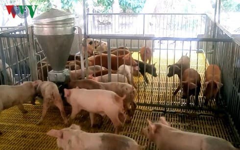 Vietnam exports roughly 70 tonnes of frozen pork to Hong Kong