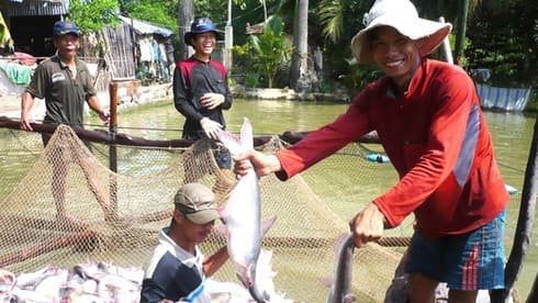 Fisheries sector to focus on standardising production next year for higher value