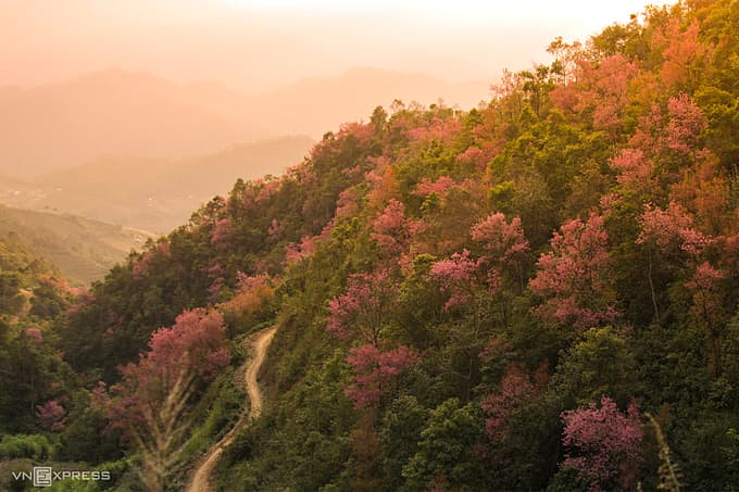 Peach blossoms increase remote district appeal