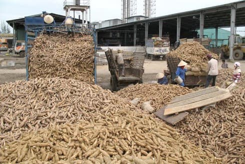 Exports of cassava starch to face hurdles this year
