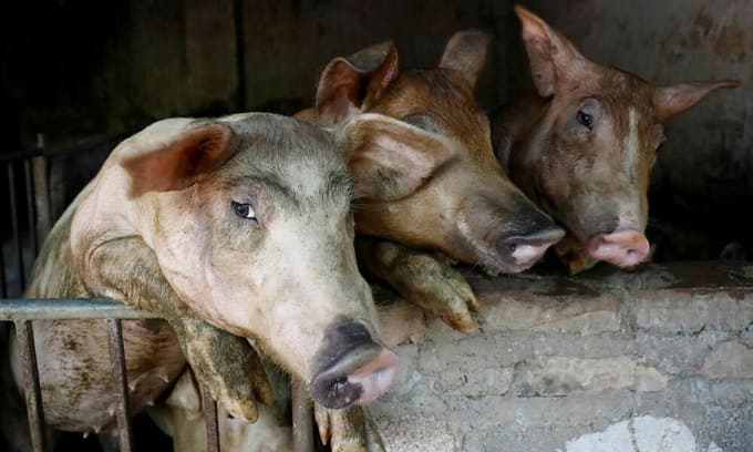 Vietnam to buy more American, European pork