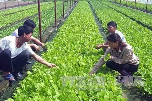 Japanese firms interested in high-tech farming in Bac Lieu