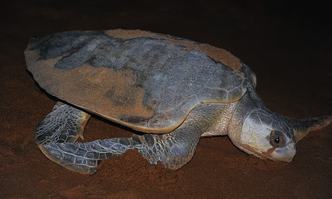 Man jailed for storing meat, eggs of endangered turtle