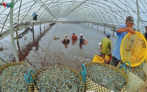 Mekong Delta provinces boost shrimp exports