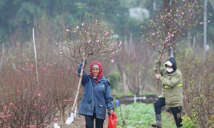 Peachy destinations for your Tet tree needs