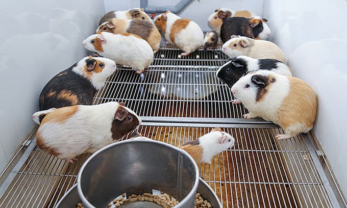 Mice that help save humans