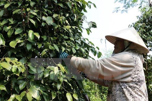 Pepper price to remain low this year
