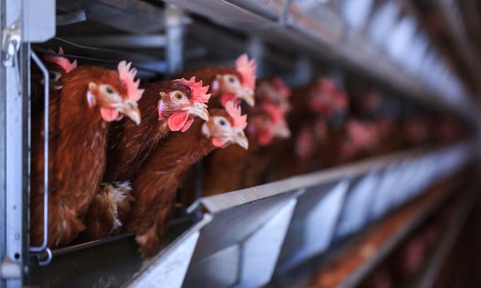 Vietnam calls for heightened alert against avian flu outbreaks