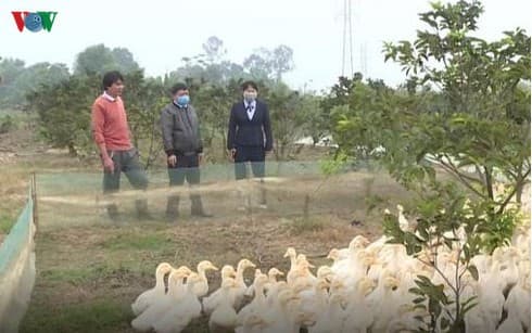 New reports of A/H5N6 avian flu outbreak hits Thanh Hoa