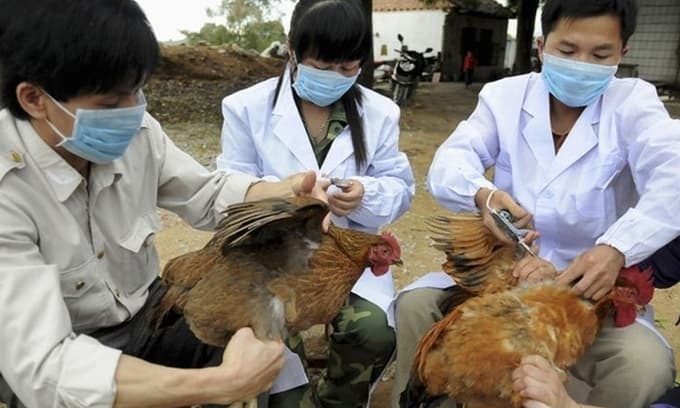 Vietnam culls 30,000 poultry to stem bird flu outbreak