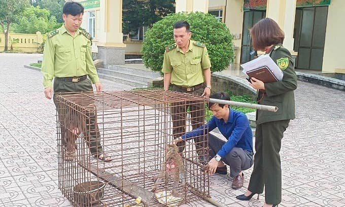Endangered macaques released from captivity