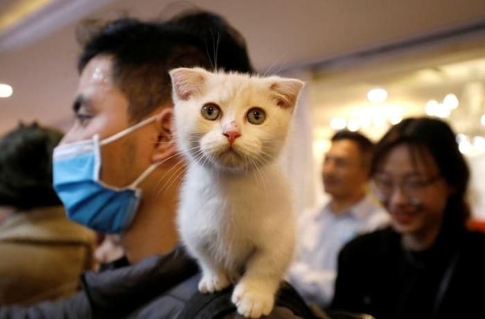 Catwalk has feline fashionistas purring