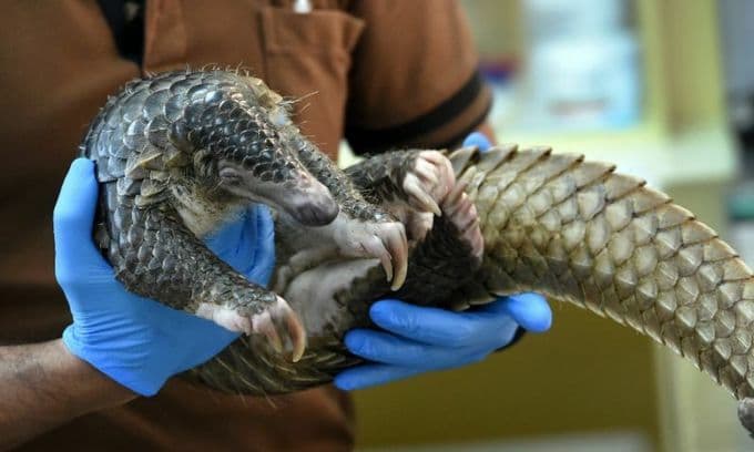 First ivory, now pangolin scales: Vietnam remains wildlife trafficking hotspot
