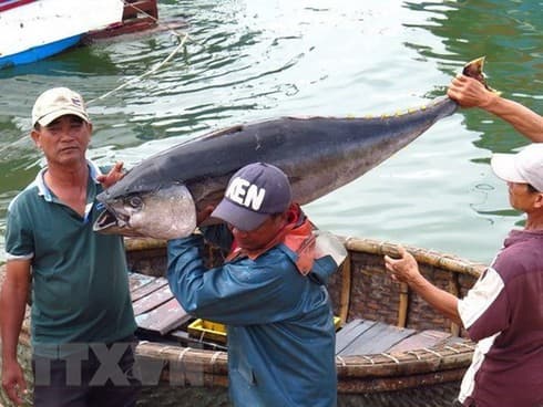 Fishery sector works to remove IUU yellow card warning