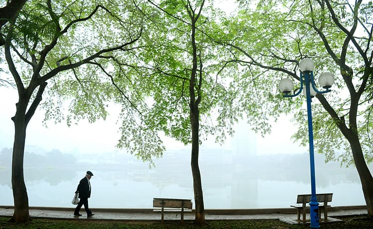 Hanoi streets dazzle as white sua flowers bloom