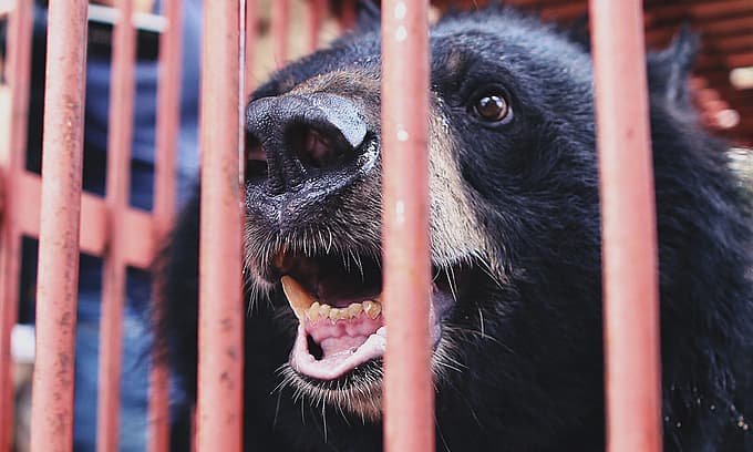 Vietnam to ban wildlife trade following conservationists' demand