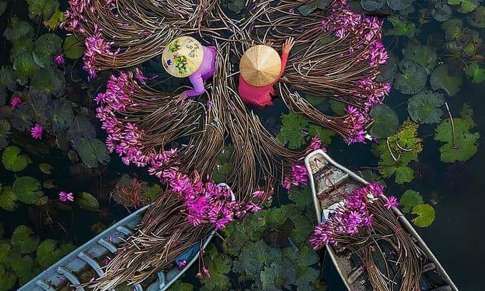 Water lilies harvest shot nets Vietnamese lenswoman top int’l prize