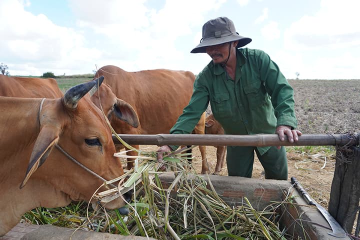 Parched Central Highlands stares at a bleak harvest season
