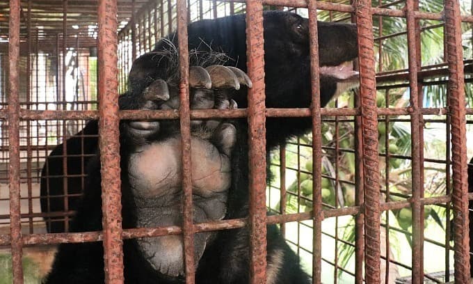 Vietnam scores poorly in protecting animals: study