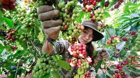 Algeria a potential market for Vietnamese products