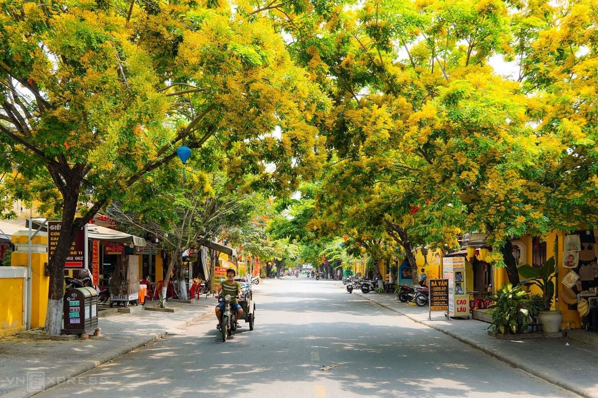 Yellow blossoms set 400-year-old town aglow