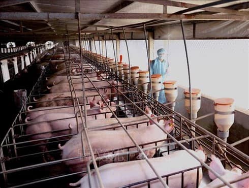 Businesses urged to cooperate to bring live pig price down