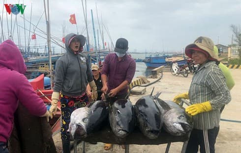 Excess inventories and COVID-19 lead to significant price drops for tuna