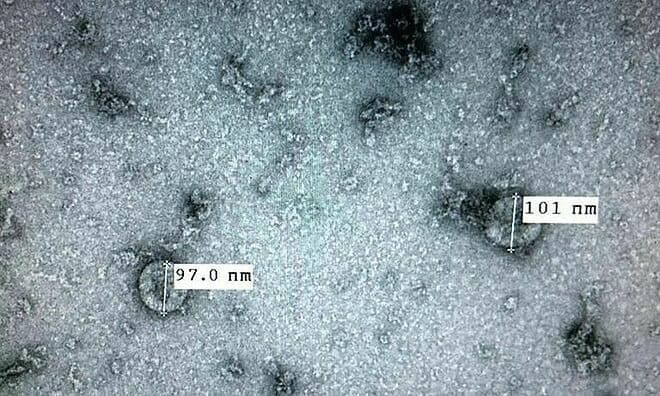 Covid-19 virus has mutated, Vietnam harbors two groups