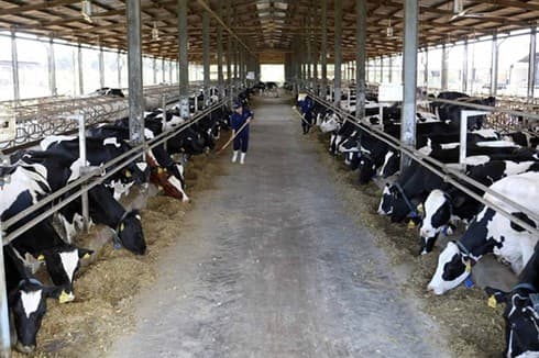 Singaporean firm wants to up stake in Vinamilk
