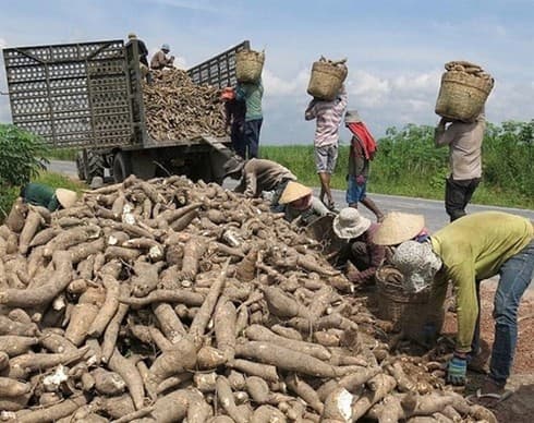 Vietnam’s cassava exports recover in first quarter