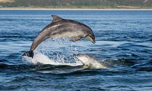 Dolphins put in a surprise appearance off central coast