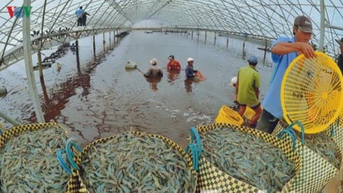Shrimp exports to China show drastic upturn after five years